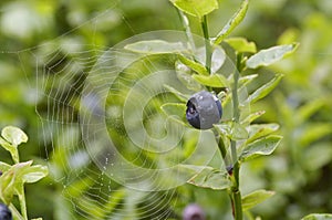 Blueberry shrubs and spider web