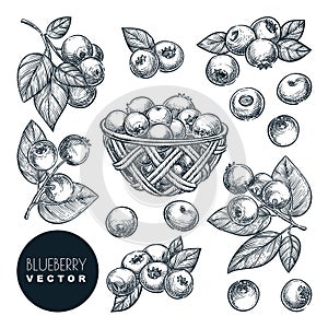 Blueberry sketch vector illustration. Bog whortleberry harvest in wooden basket. Hand drawn agriculture design elements