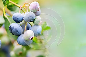 Blueberry twig. Harvesting and gardening concept. Composition w