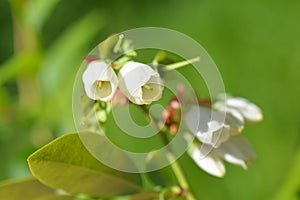 Blueberry Vaccinium corymbosum