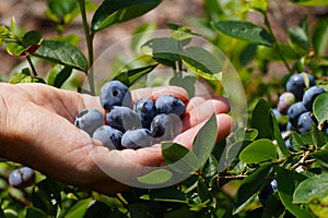 Blueberry Vaccinium corymbosum L. with huge fruits of the Chandler variety. Ripe fruit in a woman`s hand photo