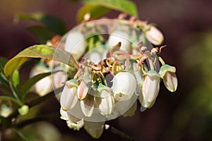 Blueberry, Vaccinium myrtillus