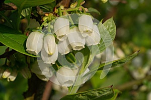 Blueberry, Vaccinium myrtillus