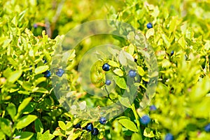 Blueberry Vaccinium myrtillus, fruits and leaves with beautiful blur background.