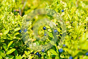 Blueberry Vaccinium myrtillus, fruits and leaves with beautiful blur background. photo