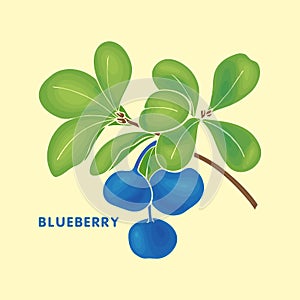 Blueberry Vaccinium uliginosum bog bilberry, bog blueberry. Hand drawn sketch NO contour.