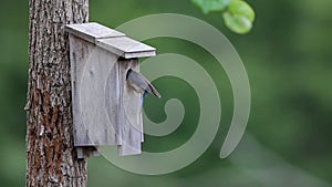 Bluebird approaching a birdhouse to feed its youngsters and leaving