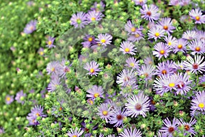 Bluebird aster flower