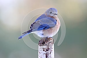 Bluebird Beauty