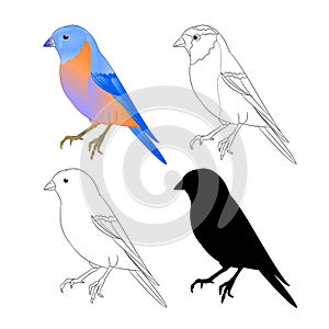 Bluebird bird Thrush nature outline and silhouette on a white background vintage vector illustration editable