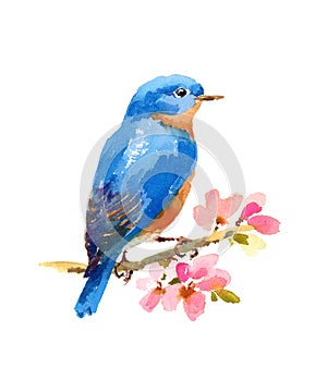 Bluebird Bird Watercolor Illustration Hand Painted isolated on white background