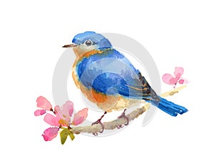 Bluebird Bird Watercolor Illustration Hand Painted isolated on white background