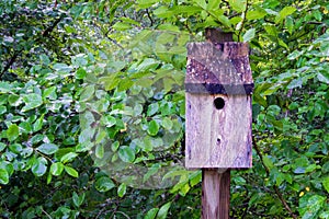 Bluebird Birdhouse