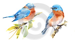 Bluebird Birds Watercolor Illustration Set Hand Drawn