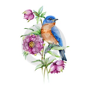 Bluebird on blooming hellebore pink flower watercolor illustration. Realistic floral spring image Isolated on the white