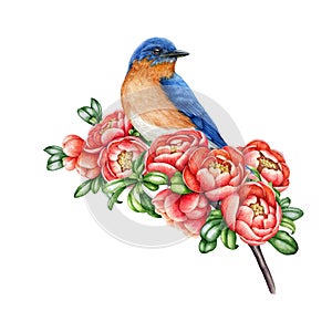 Bluebird on a blooming quince branch. Watercolor illustration. Hand painted quince twig with a bird. Vintage style