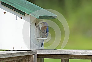 Bluebird bringing bugs to her babies.