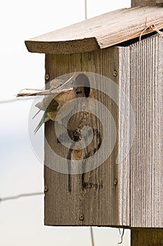 Bluebird bringing twigs in for nest
