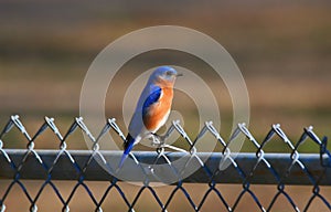 Bluebird on a chain link fence