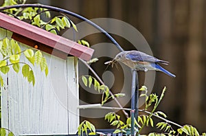 A Bluebird checks out her eggs in a nesting box.