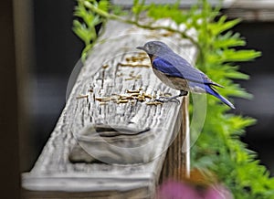 A Bluebird checks out the mealworms on a wooden deck.