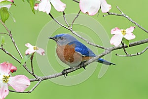 Bluebird with Dogwood flowers