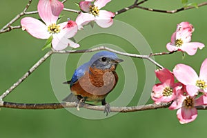 Bluebird with Dogwood flowers