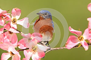 Bluebird with Dogwood flowers