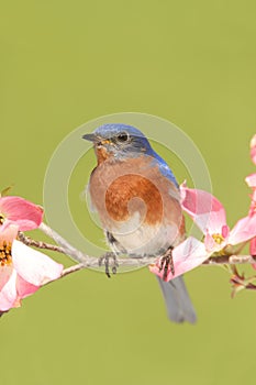 Bluebird with Dogwood flowers