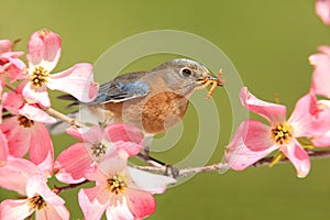 Bluebird with Dogwood flowers