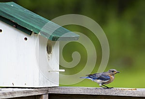 Bluebird eating mealworms near her nest.