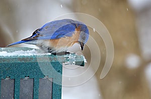 Bluebird with Falling Snow