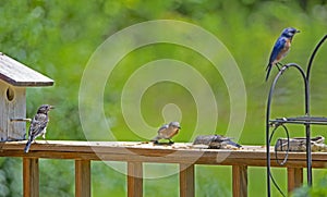 A Bluebird family feed together on mealworms.