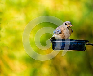 Bluebird Feast