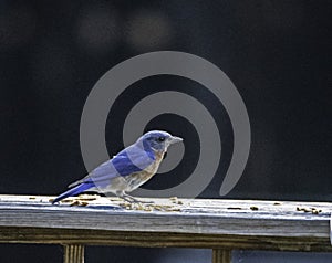 Bluebird feeding on mealworms with a dark background.