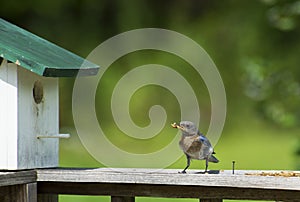 Bluebird feeding mealworms to her babies.