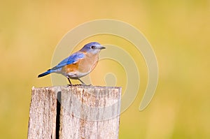 Bluebird on a fencepost
