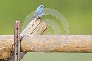 Bluebird on fencepost