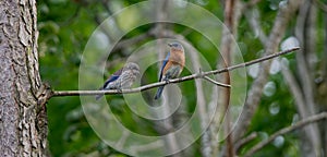 Bluebird and Fledgling photo