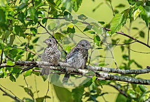 Bluebird fledgling sitting in a tree on a sunny spring day