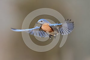 Bluebird In Flight