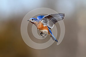 Bluebird In Flight