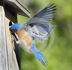 Bluebird Flying Feeding Baby Bird