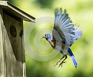 Bluebird Flying Home with Food