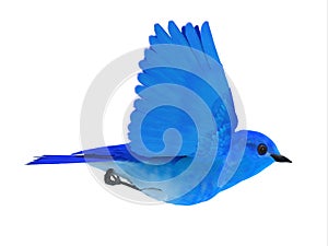 Bluebird of Happiness