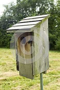 Bluebird House Out In A Pasture