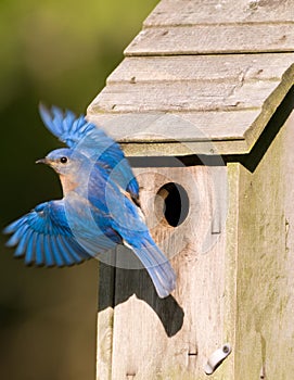 Bluebird leaving the birdhouse