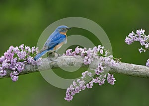 Bluebird on Lilacs photo