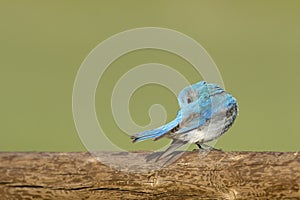 Bluebird on a log