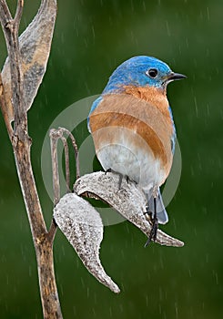 Bluebird male on milkweed